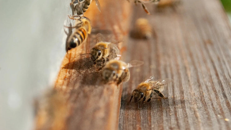 Produits à base de cire d'abeille 🐝 - Florimel & Cie